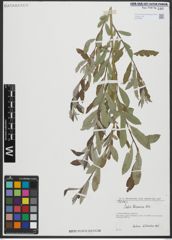 Foto von Salix turanica Nasarow